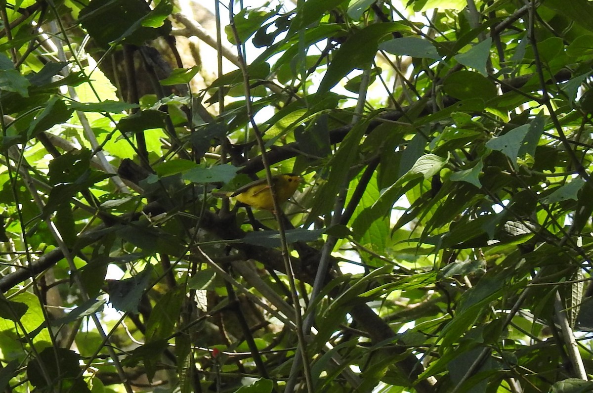 Wilson's Warbler - ML547161841