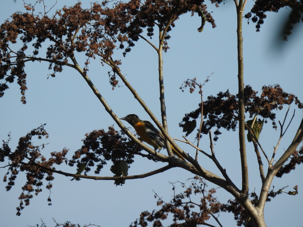 Oriole de Baltimore - ML547161931