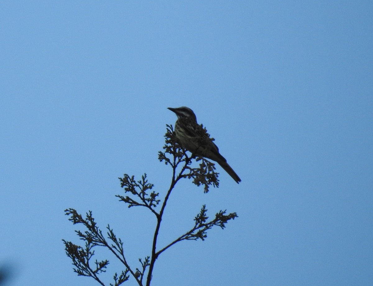 Sulphur-bellied Flycatcher - ML547162061