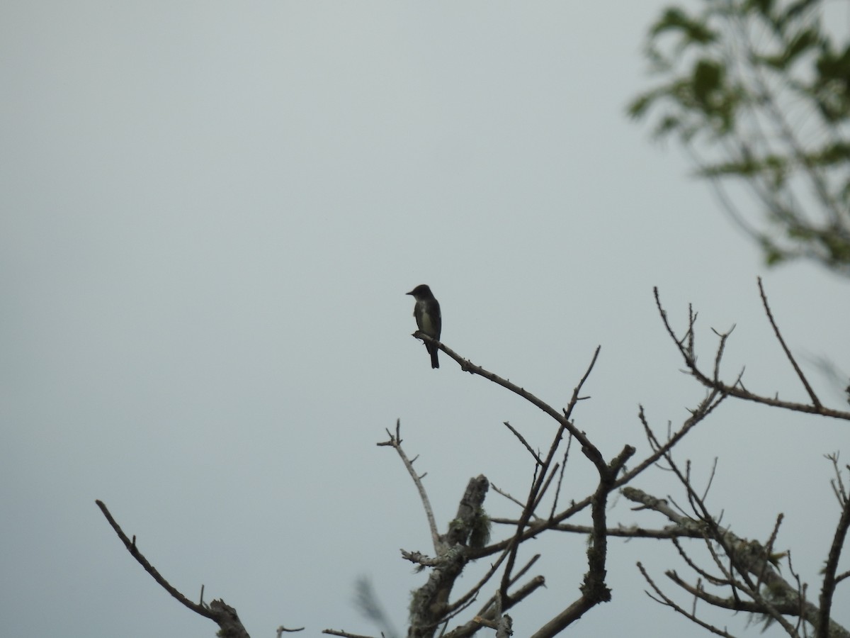 Olive-sided Flycatcher - ML547162311