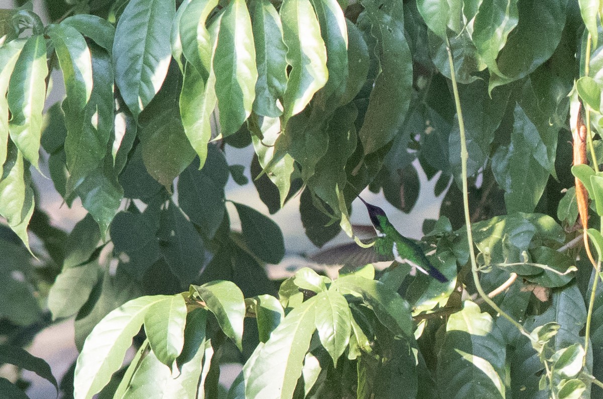 kolibřík purpurovohlavý - ML547162411