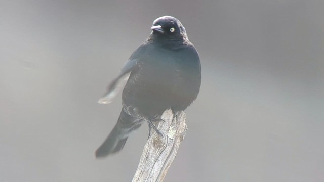 Rusty Blackbird - ML547162711