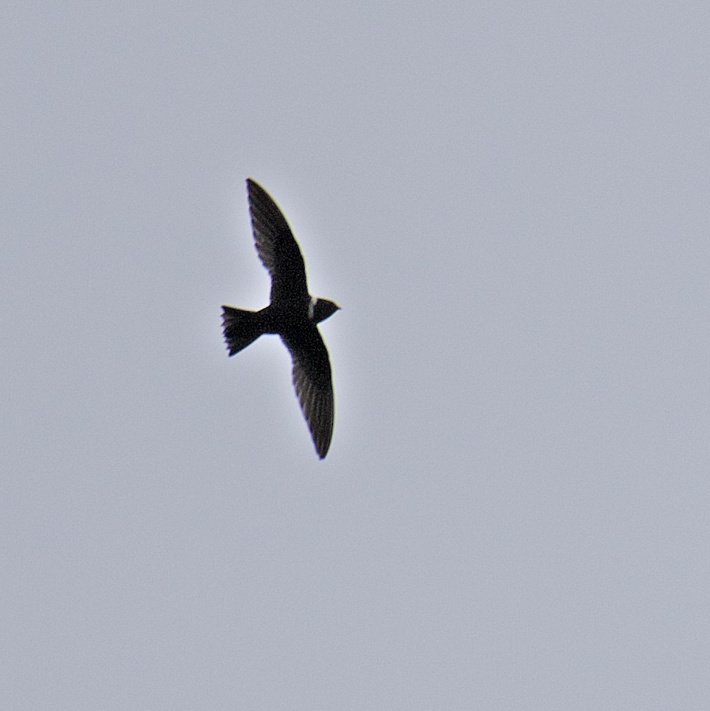 White-collared Swift - ML547163341