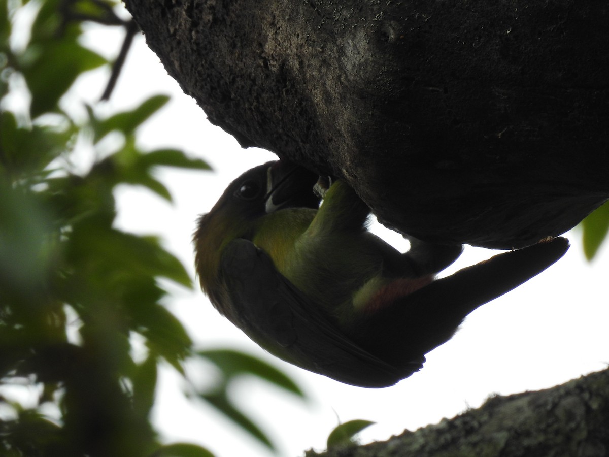 Northern Emerald-Toucanet - ML547164171