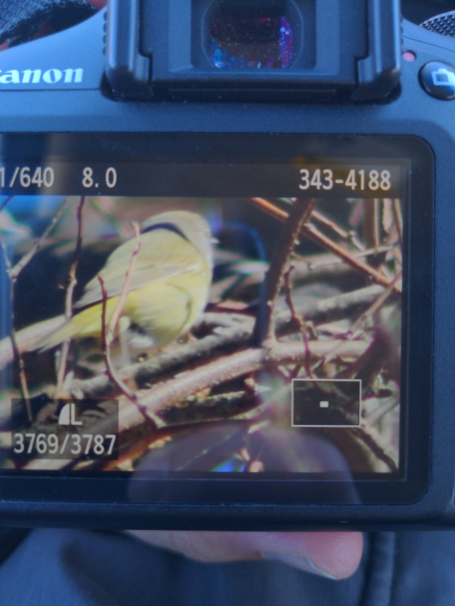 Orange-crowned Warbler - Christopher Powers