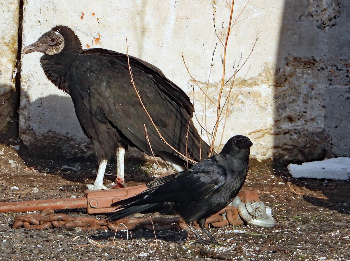 Black Vulture - ML547165811