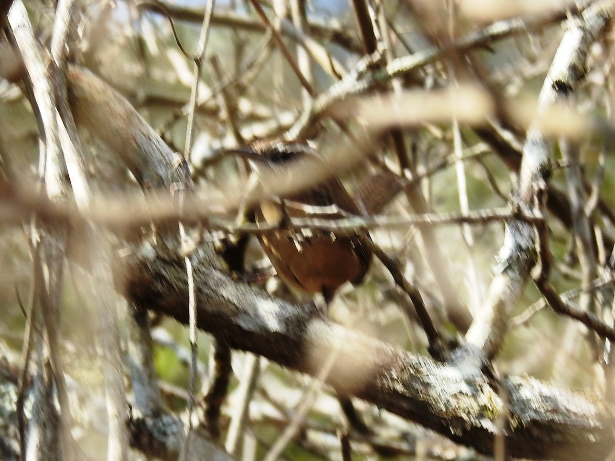 Carolina Wren (White-browed) - ML547166131