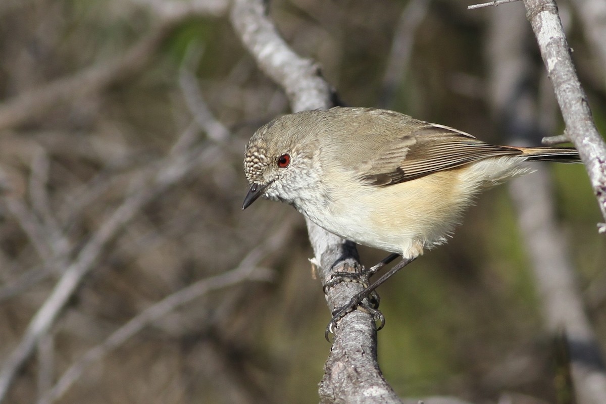 Inland Thornbill - Chris Wiley