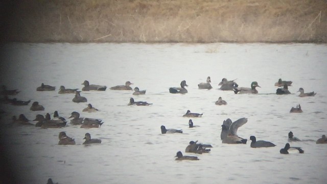 Gadwall x Mallard (hybrid) - ML547168381