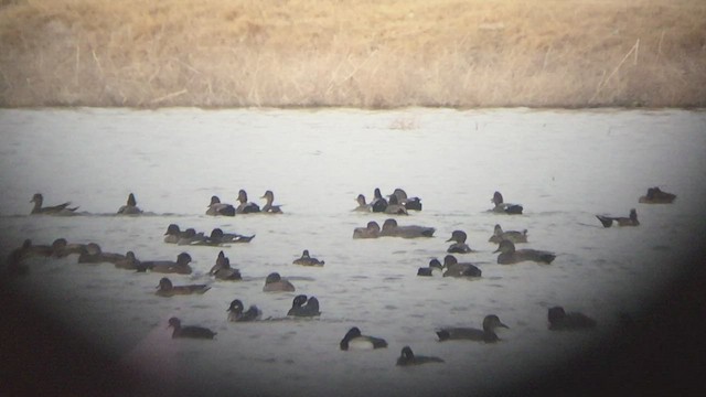 Gadwall x Mallard (hybrid) - ML547168431