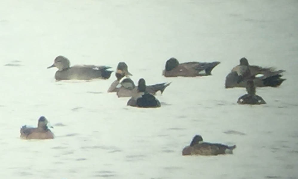 Gadwall x Mallard (hybrid) - ML547168661