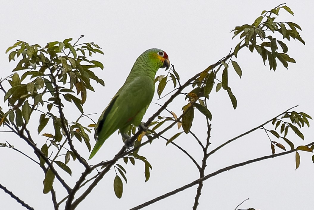 キホオボウシインコ - ML547169601