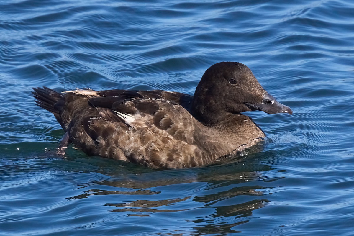 White-winged Scoter - Julie Laity