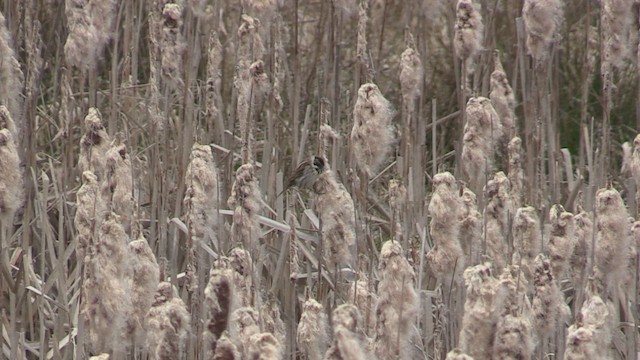 Reed Bunting - ML547170581