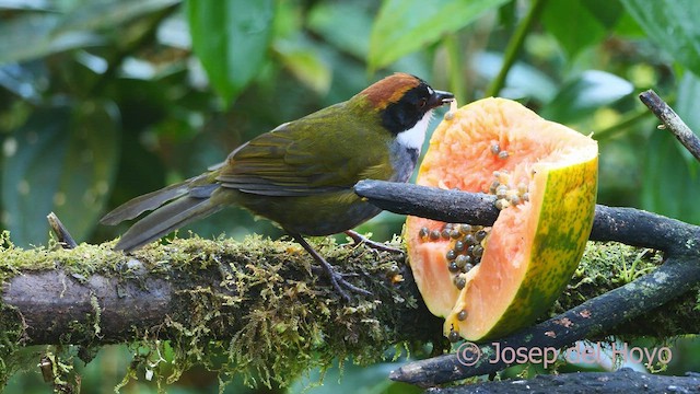 Chestnut-capped Brushfinch - ML547170601