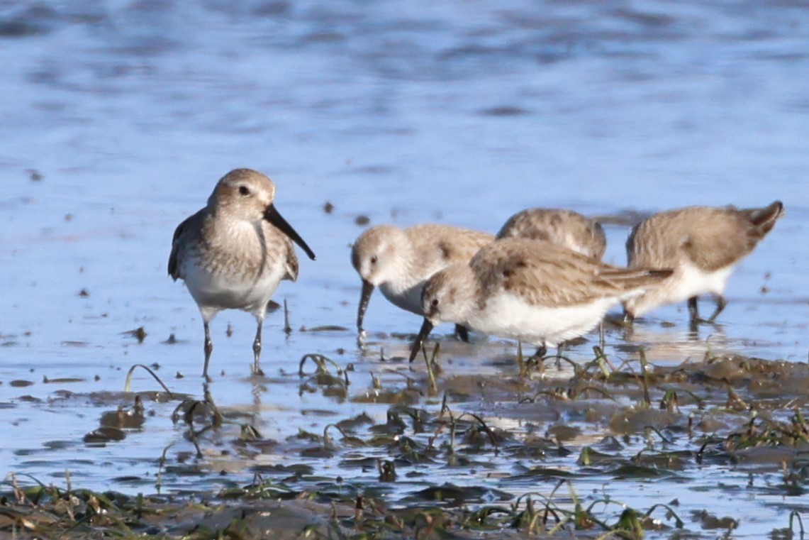 Dunlin - Candace Austin