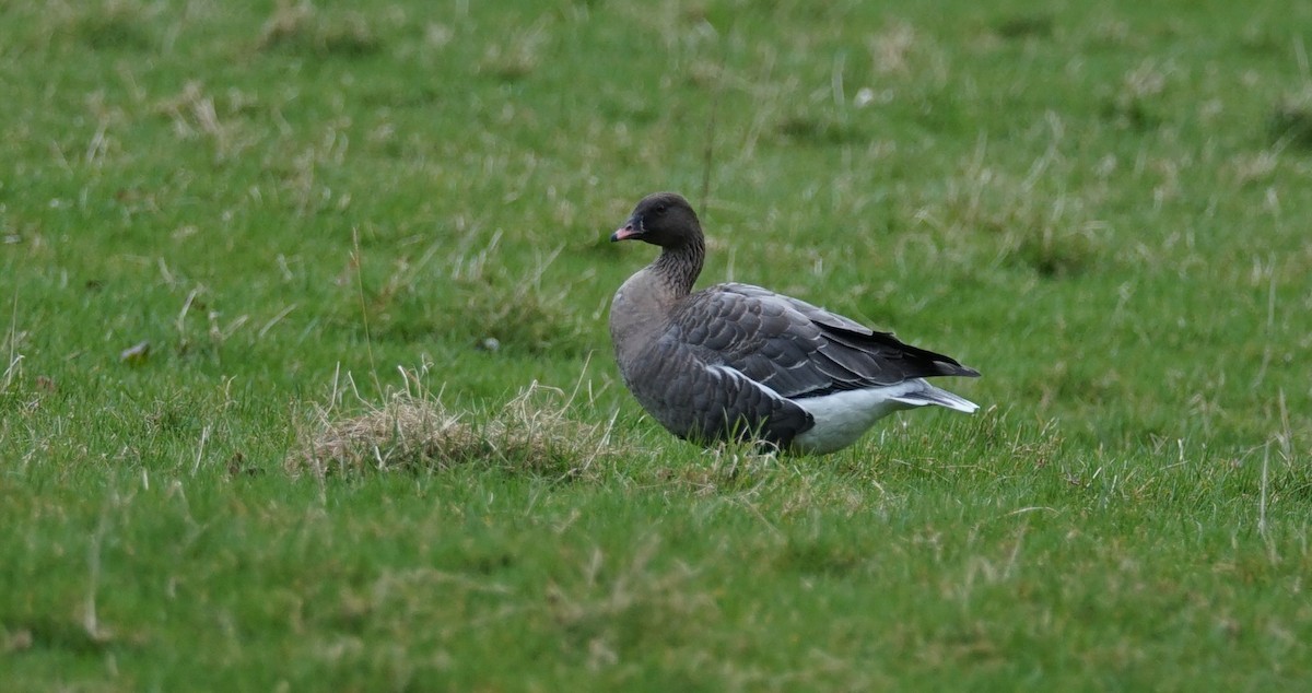 Pink-footed Goose - ML547171351