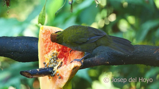 Chestnut-capped Brushfinch - ML547171411