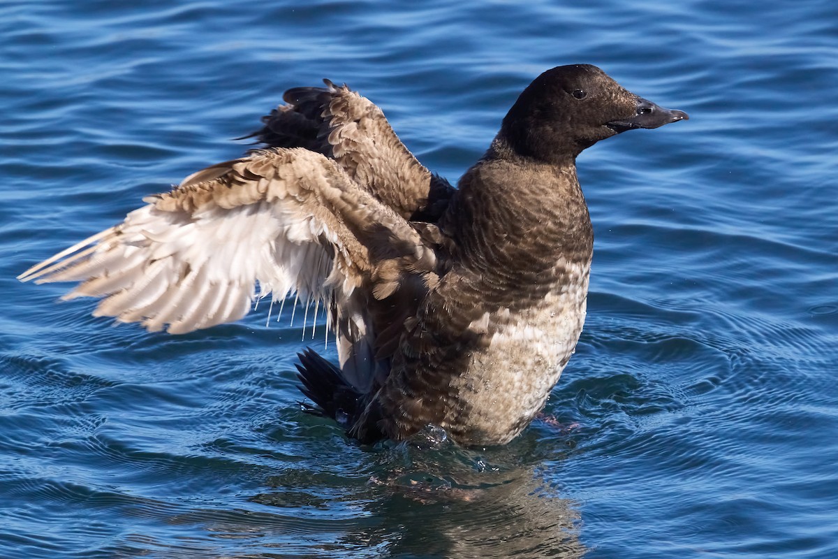 White-winged Scoter - Julie Laity