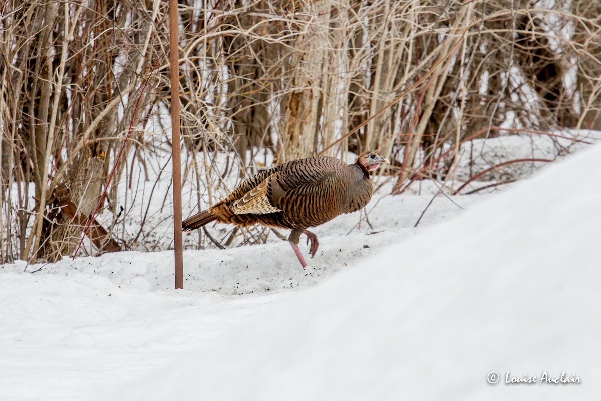 Wild Turkey - Louise Auclair