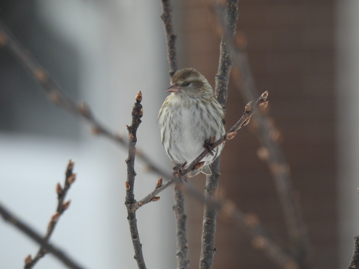 Pine Siskin - ML547172951