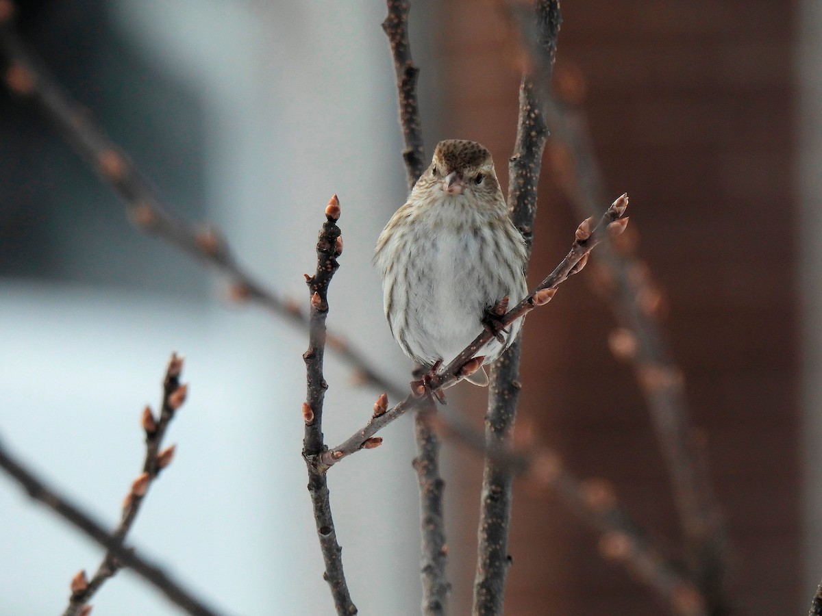 Pine Siskin - ML547172961