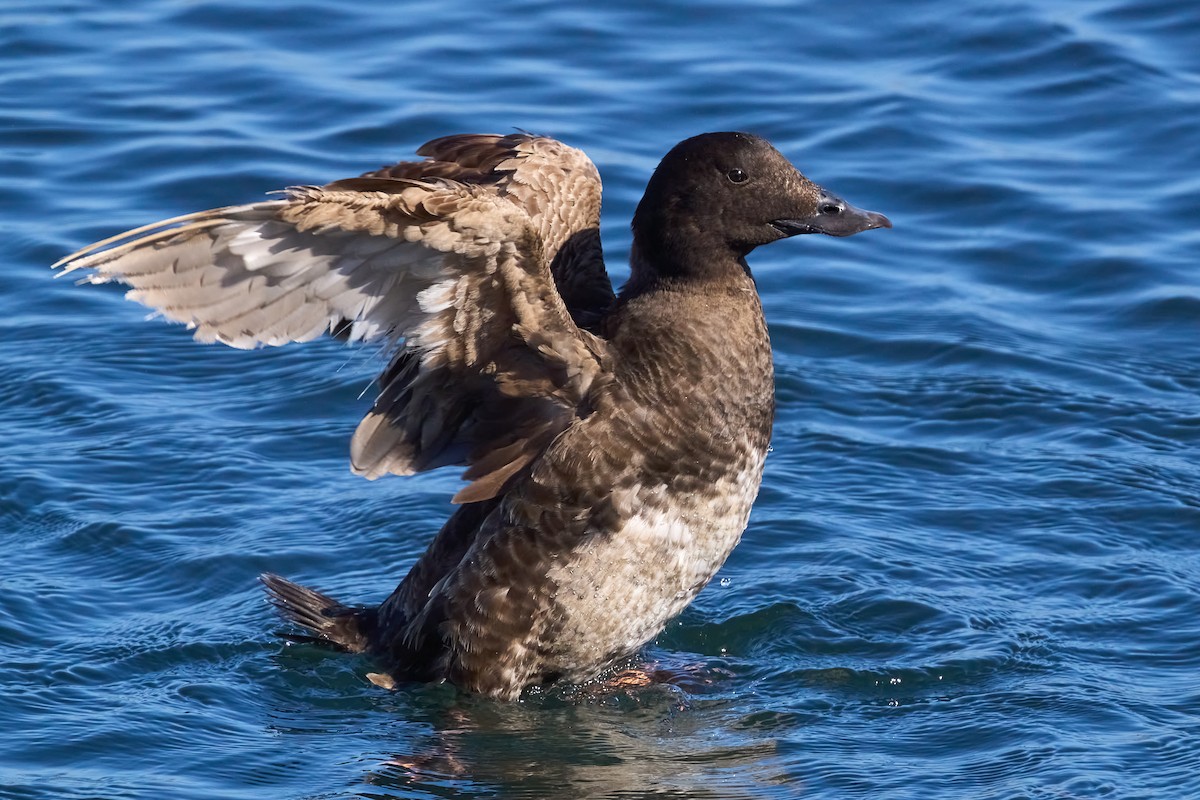 White-winged Scoter - Julie Laity