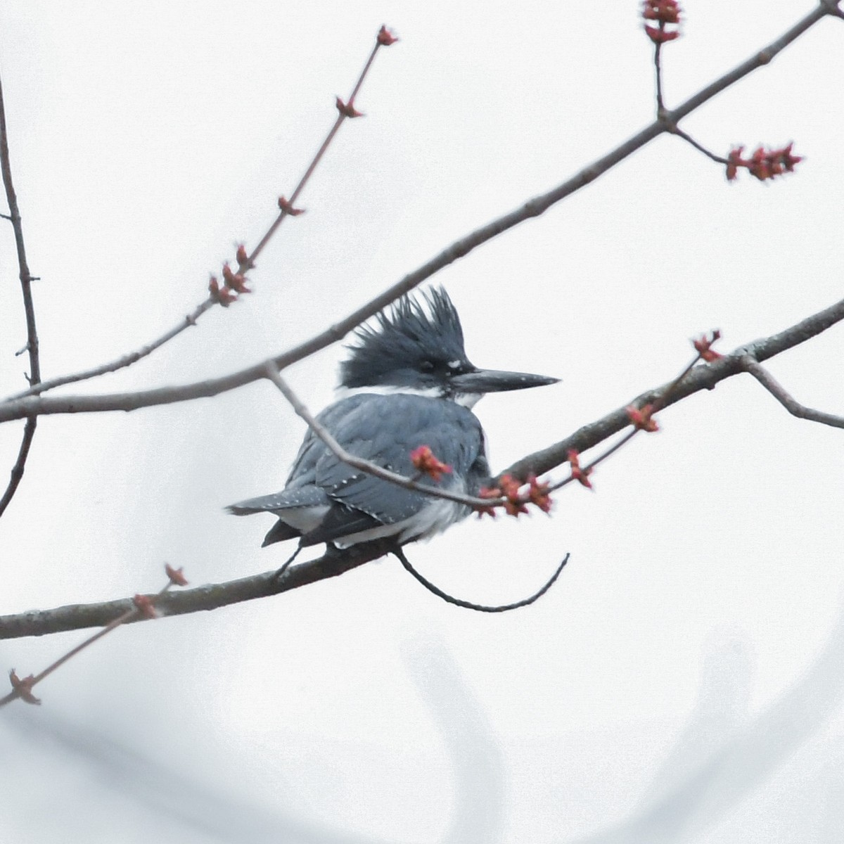 Belted Kingfisher - ML547173111