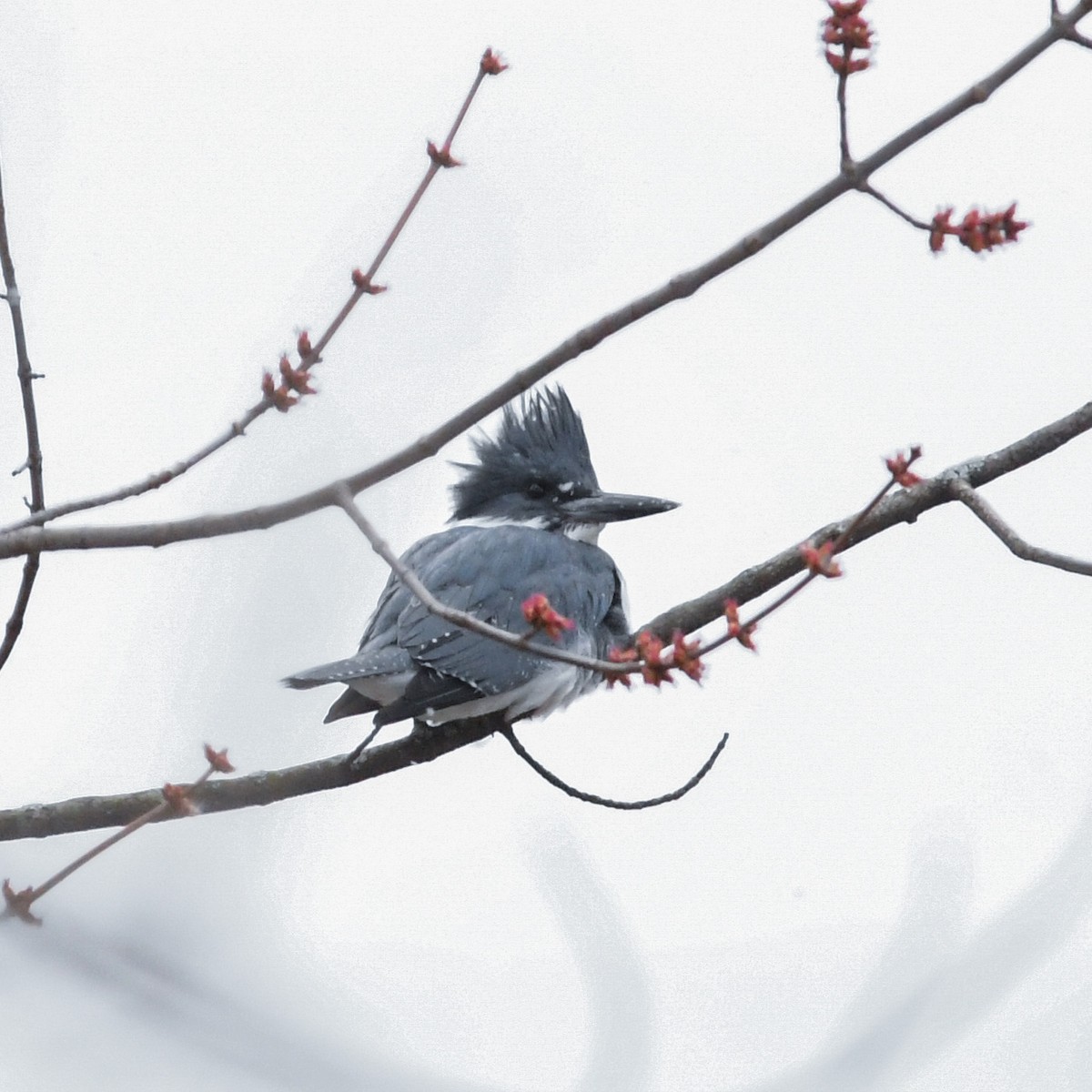 Belted Kingfisher - ML547173121
