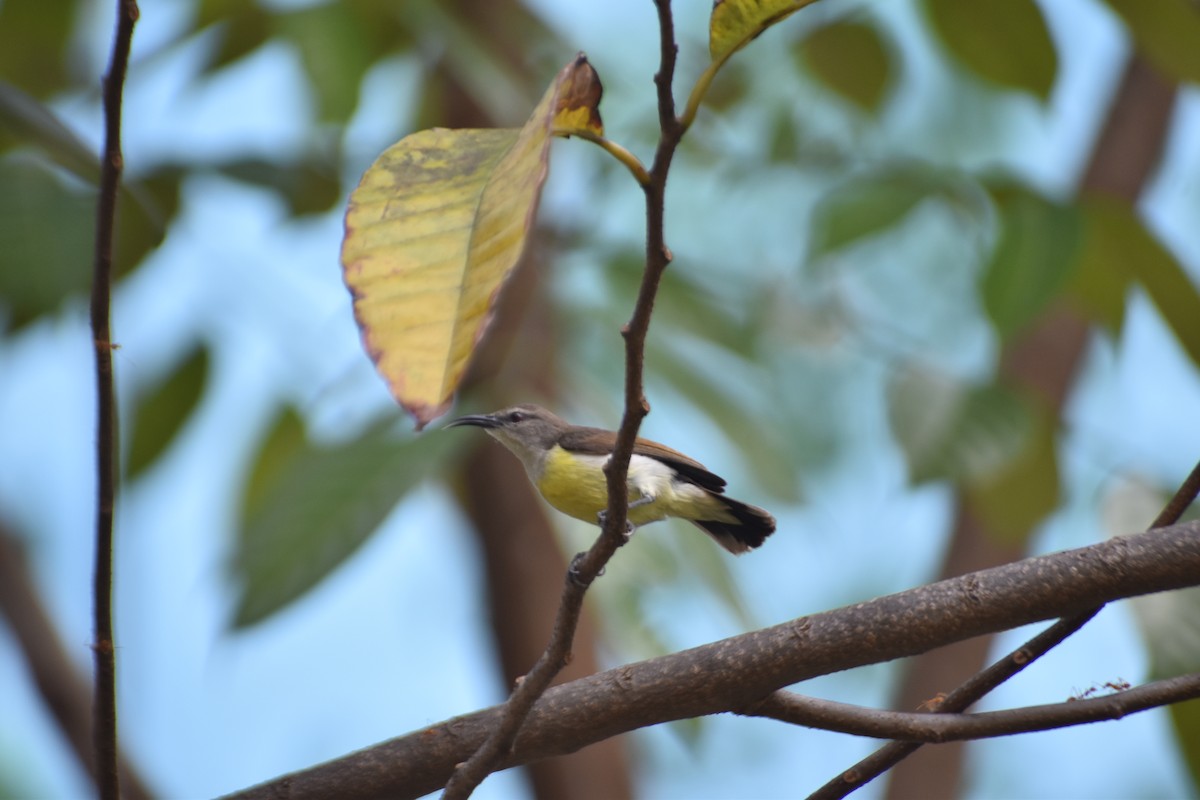 Purple-rumped Sunbird - ML547173401