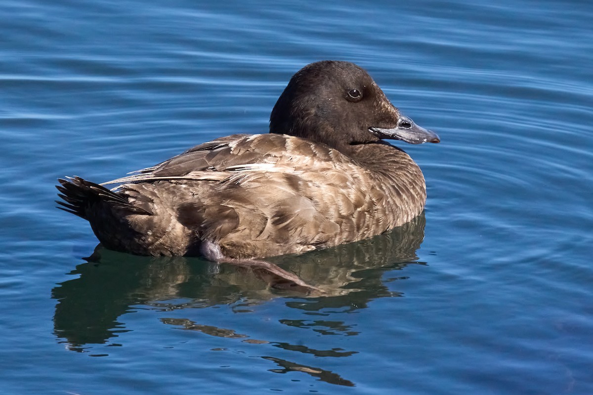 White-winged Scoter - Julie Laity