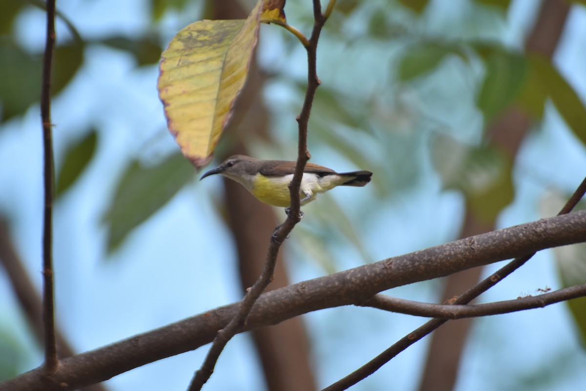 Purple-rumped Sunbird - ML547173741