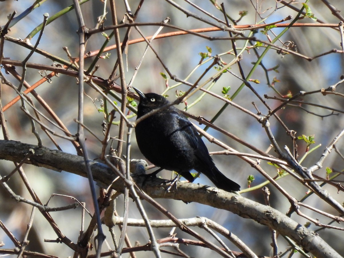 Rusty Blackbird - ML547174431