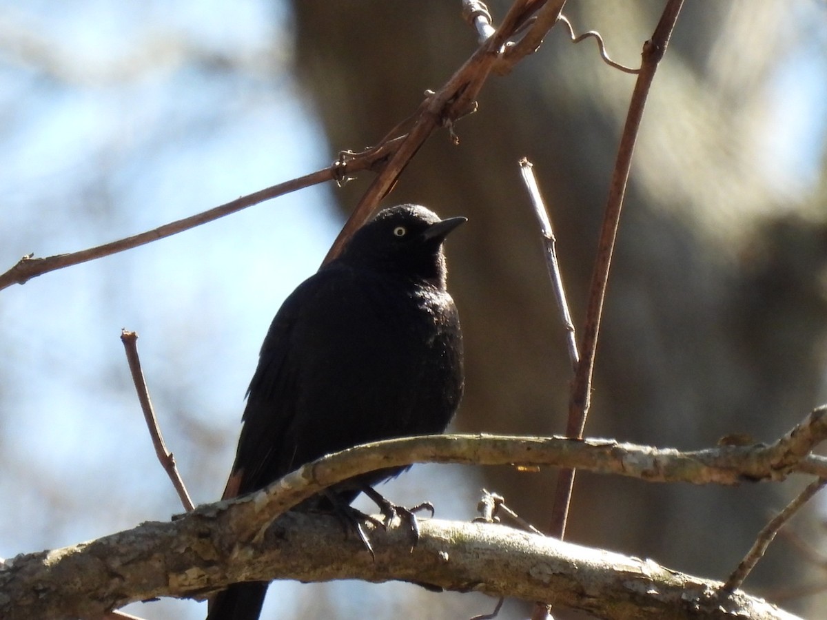 Rusty Blackbird - ML547174441