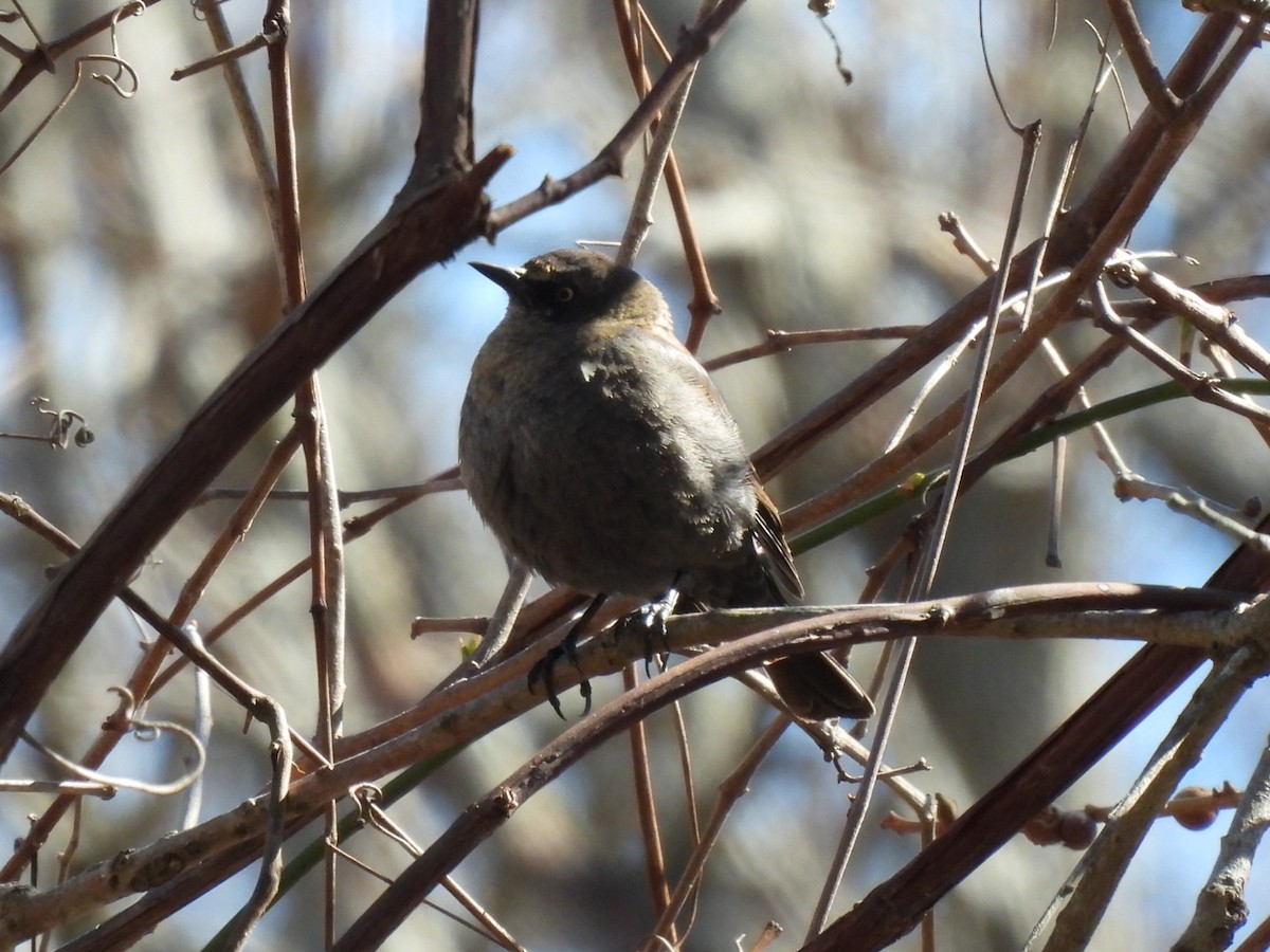 Rusty Blackbird - ML547174461