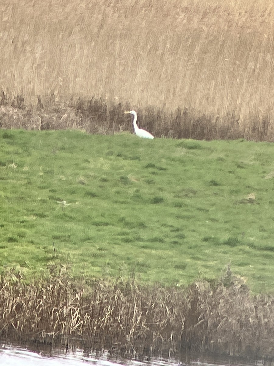 Great Egret - ML547174931