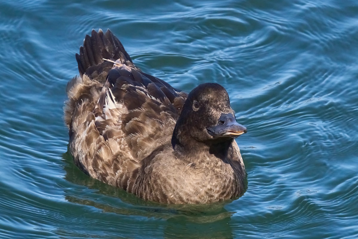 White-winged Scoter - Julie Laity