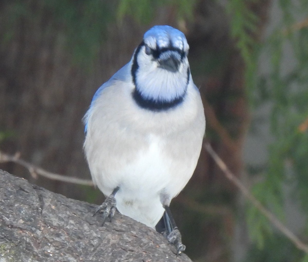 Blue Jay - ML547175741