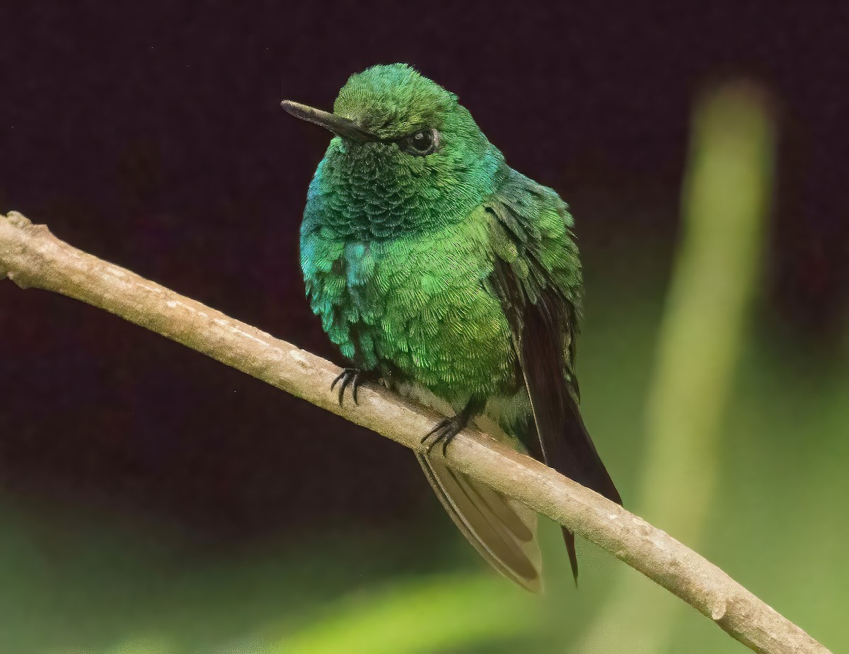 Blue-tailed Emerald - ML547176581