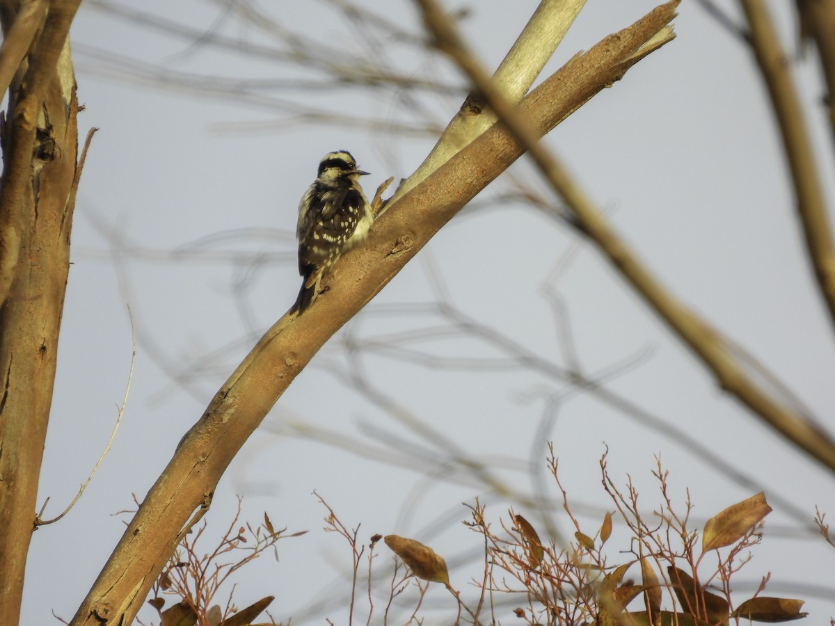 Downy Woodpecker - ML547176791