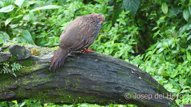 Buffy-crowned Wood-Partridge - ML547177891