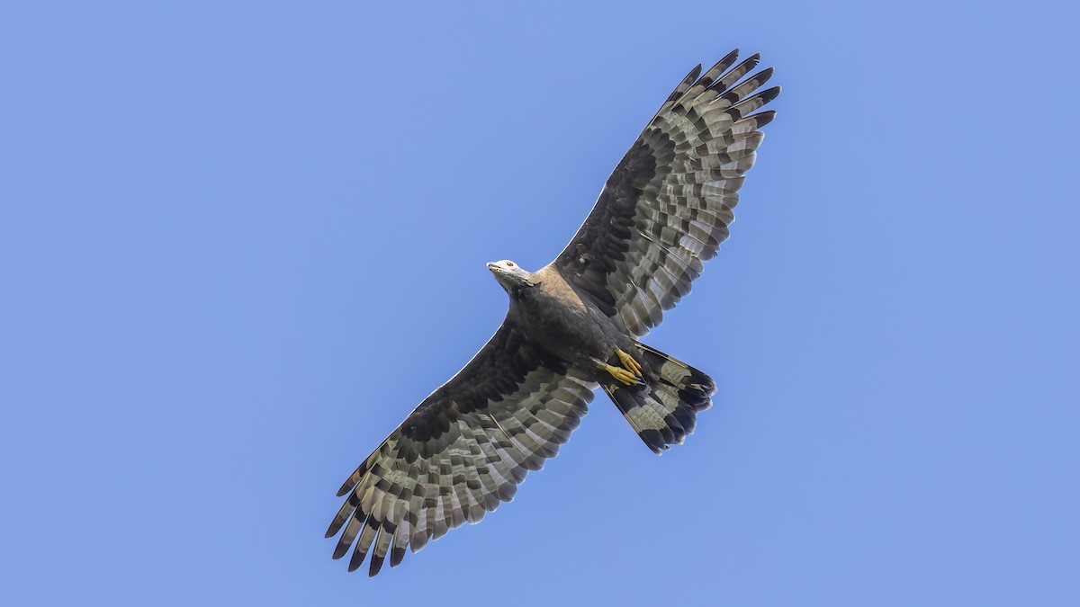 Oriental Honey-buzzard - ML547178171