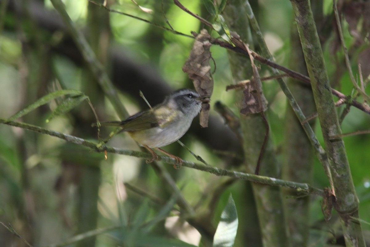 White-browed Warbler - ML547178531