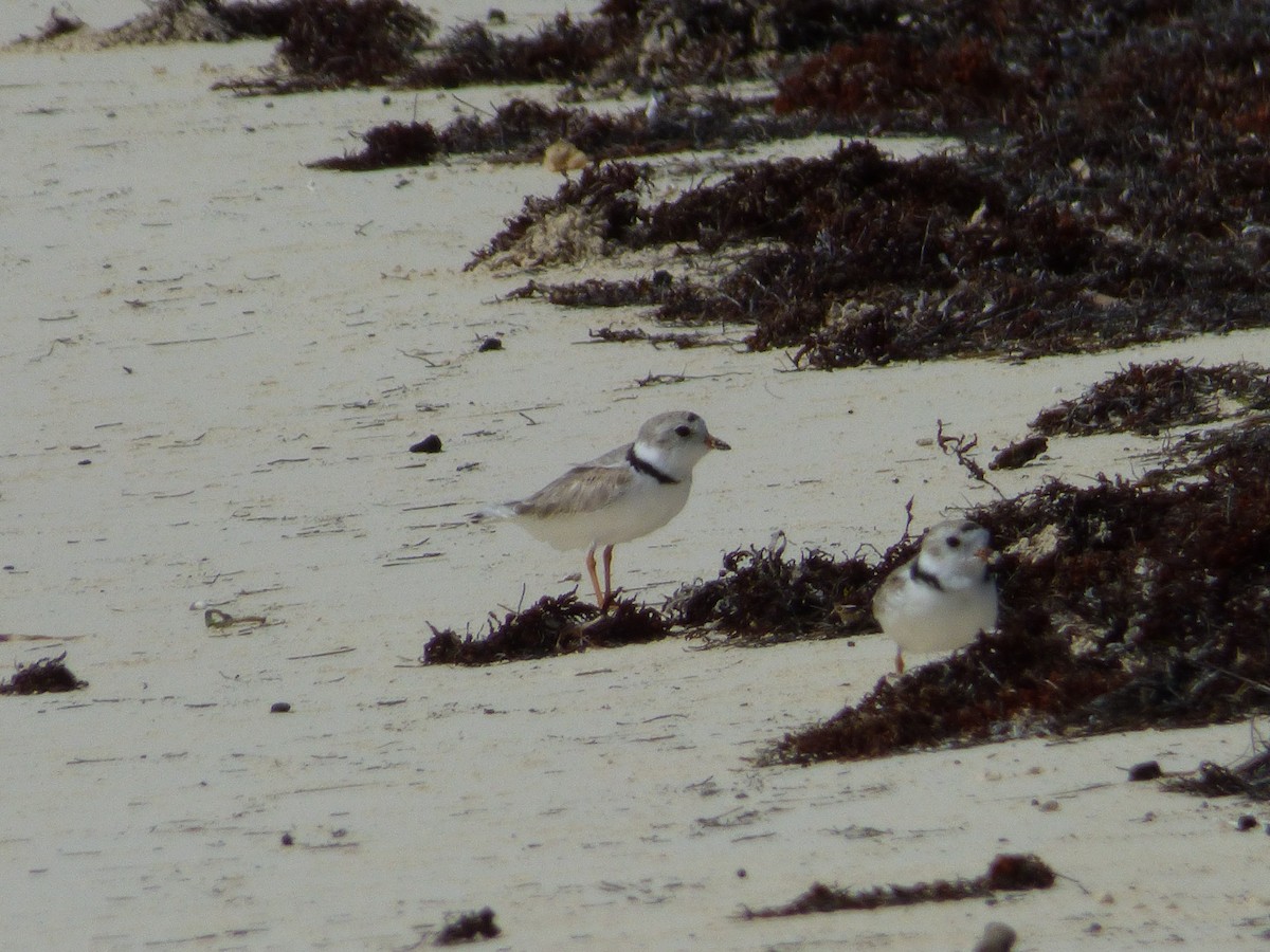 Piping Plover - Tarra Lindo