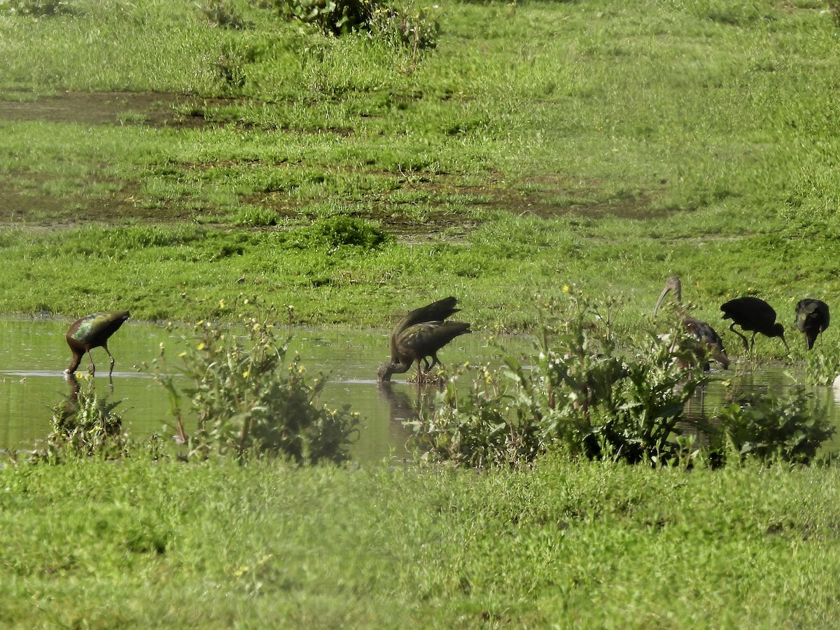 White-faced Ibis - ML547180101