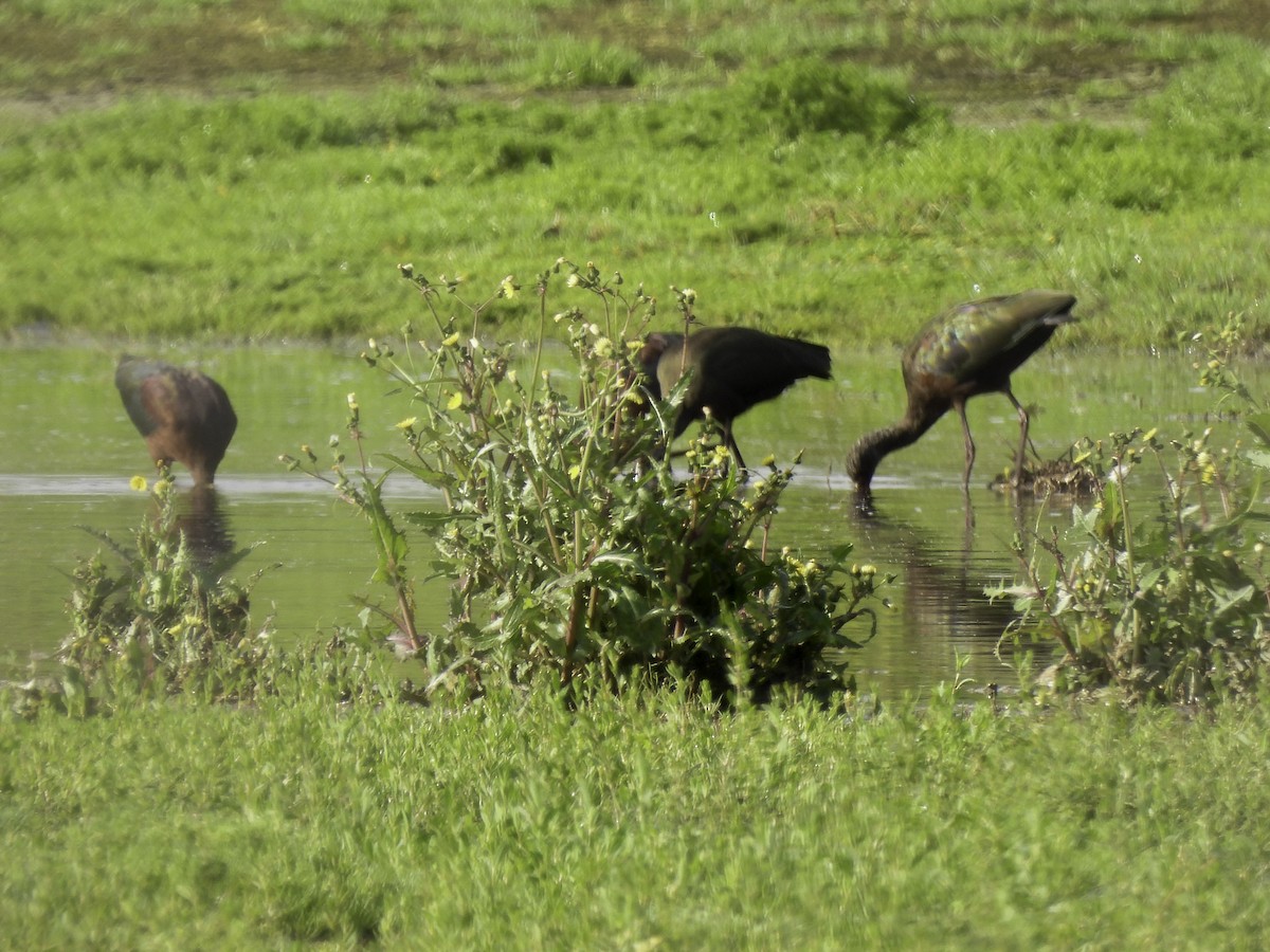 White-faced Ibis - ML547180121