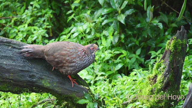 Buffy-crowned Wood-Partridge - ML547180261