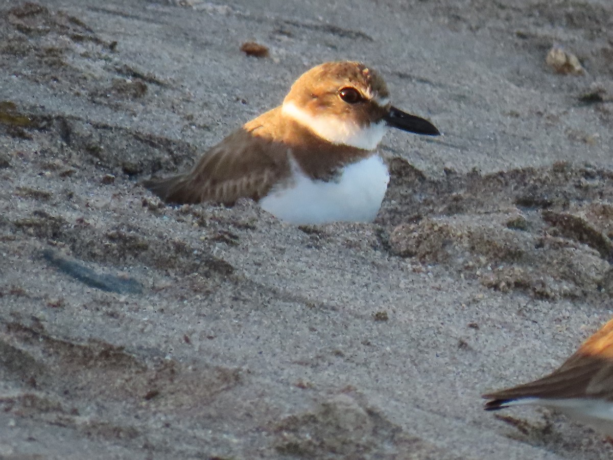 Wilson's Plover - ML547180461