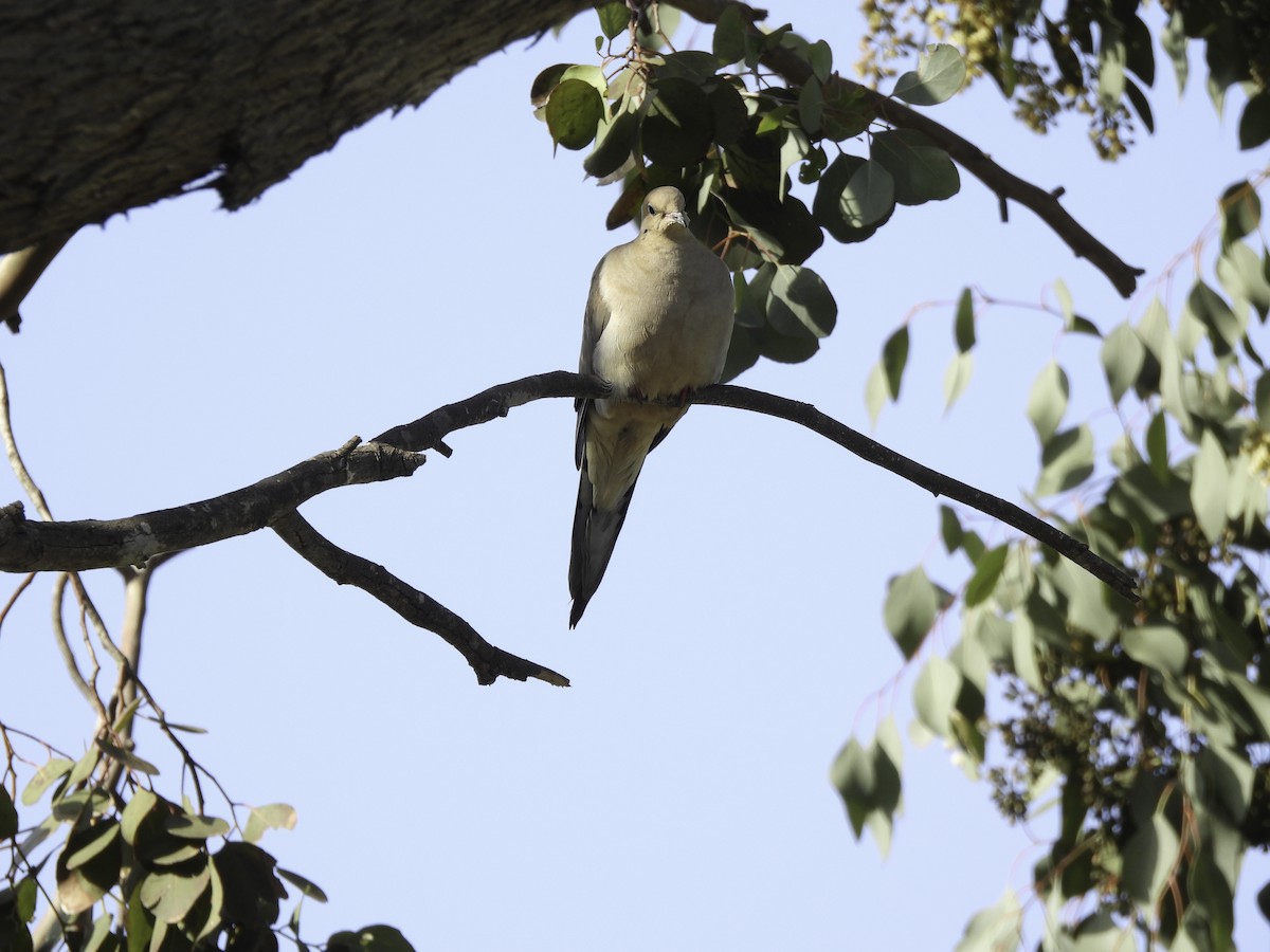 Mourning Dove - ML547180611