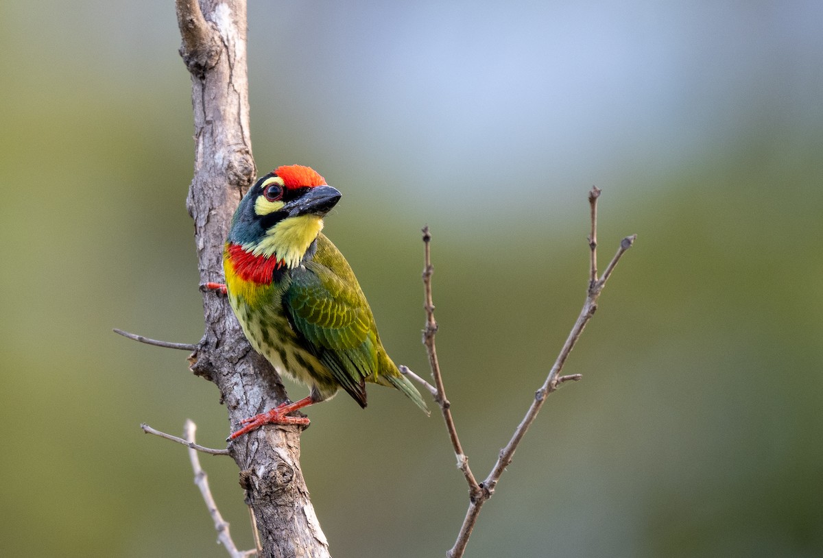 barbet zvučnohlasý - ML547180761